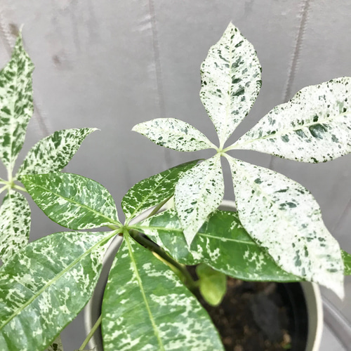 希少 実生 パキラ ミルキーウェイ その他インテリア雑貨 PLANTS 希少 実生 パキラ ミルキーウェイ その他インテリア雑貨 PLANTS