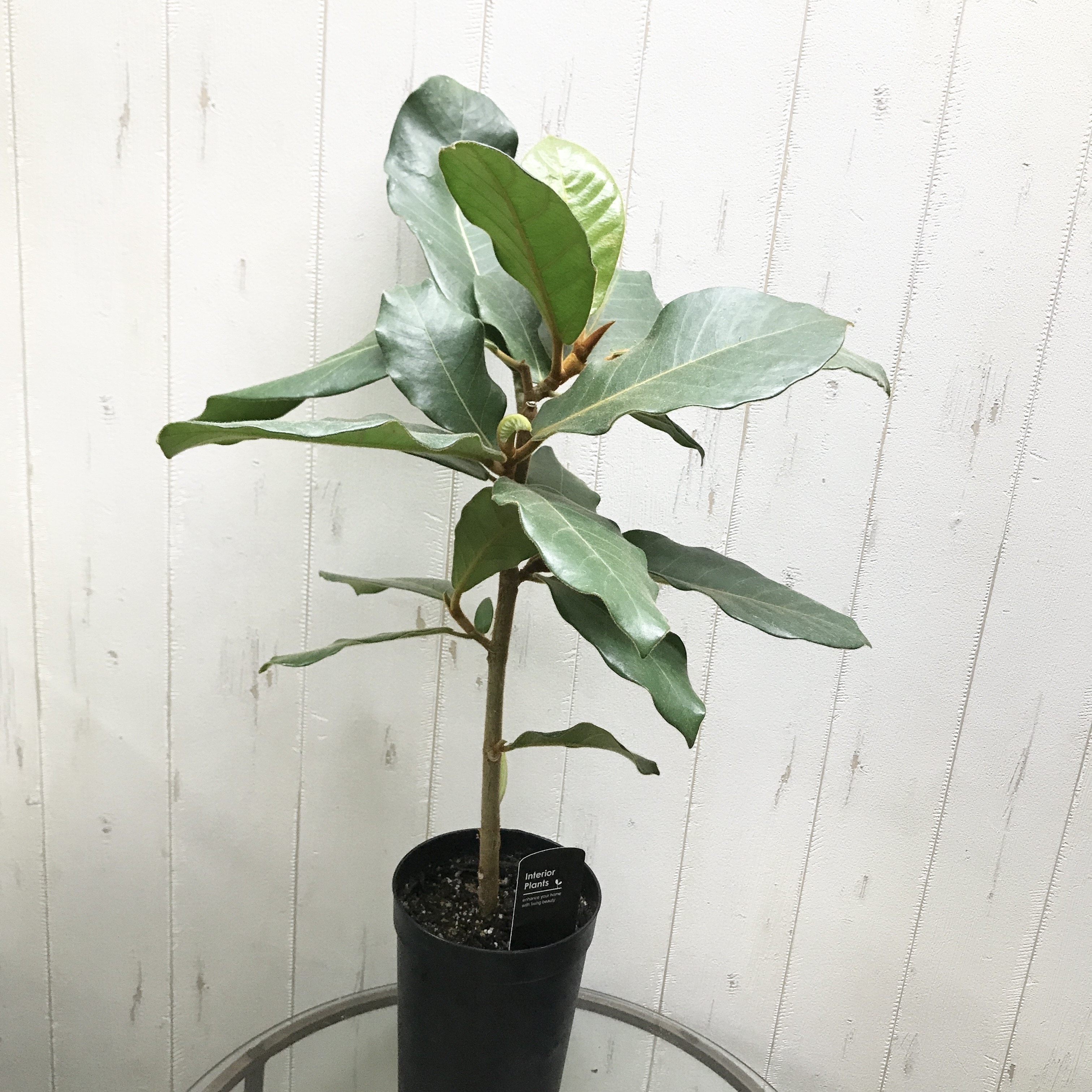 フィカス　ベルベット　お引取り限定　植物　インテリア フィカス ベルベット お引取り限定 植物 インテリア 希少 ゴムの