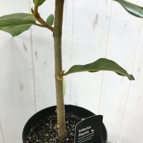 希少 ゴムの木 フィカス ベルベット その他インテリア雑貨 PLANTS SHOP
