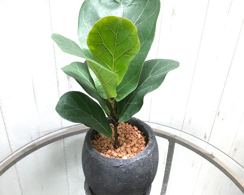 観葉植物 フィカス バンビーノ フィカス バンビーノ セメント鉢 その他インテリア雑貨 PLANTS SHOP