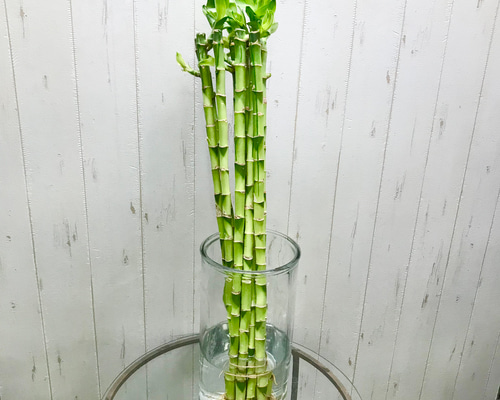 バンブー竹 0_4e7ee0ef30fc18fbd47b547db434