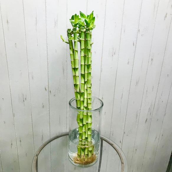 再入荷 幸運竹 ストレートバンブー ミリオンバンブー 60cm 10本 その他
