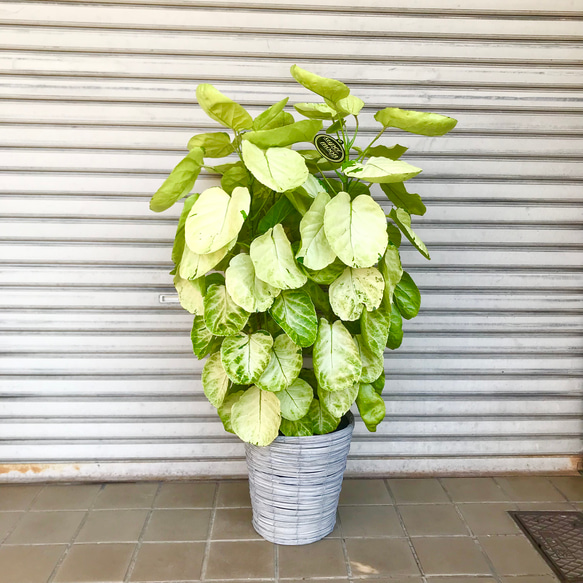 3株植え 樹形抜群♪ ポリシャス スーパームーン その他インテリア雑貨