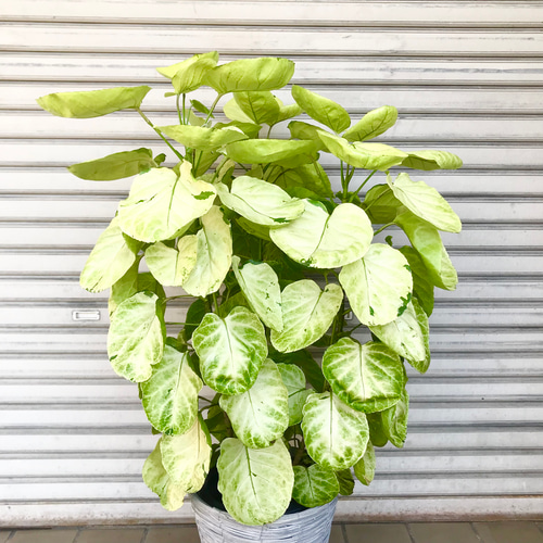 3株植え 樹形抜群♪ ポリシャス スーパームーン その他インテリア雑貨