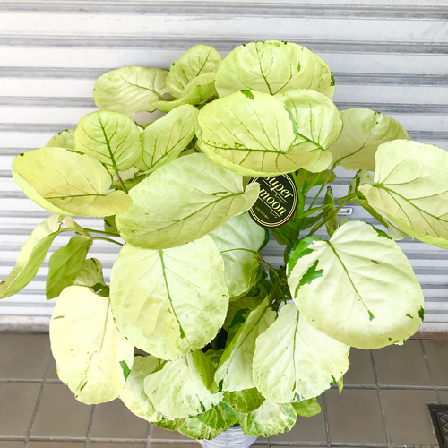 3株植え 樹形抜群♪ ポリシャス スーパームーン その他インテリア雑貨