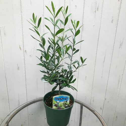 オリーブの木 レッチーノ 約220cm NO.1745 大型 現品掲載 古木