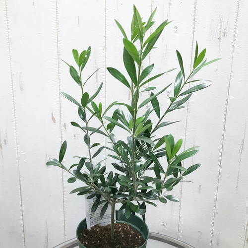 オリーブの木　レッチーノ olive-leccino-1_0001.jpg?