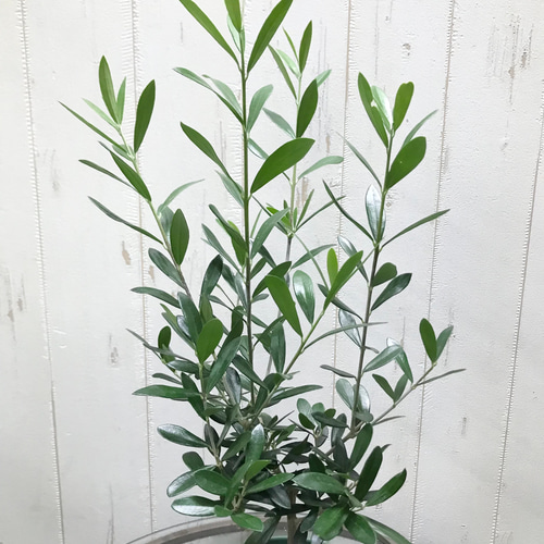樹形良好♪ オリーブの木 レッチーノ 4.5号 その他インテリア