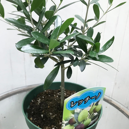 樹形良好♪ オリーブの木 レッチーノ 4.5号 その他インテリア雑貨