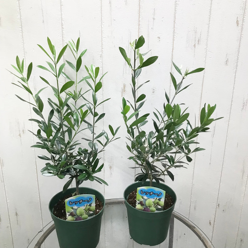 樹形良好♪ オリーブの木 レッチーノ 4.5号 その他インテリア雑貨