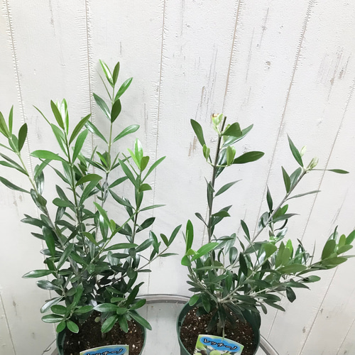 樹形良好♪ オリーブの木 レッチーノ 4.5号 その他インテリア雑貨