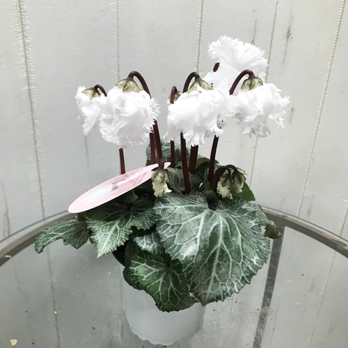 シクラメン 3個セット 楽天市場】【シクラメン属】ミニガーデンシクラメン 3号ポット3株