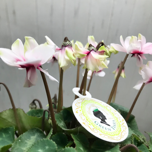 ミニシクラメン グリーンティアラ / レッド×グリーン その他インテリア