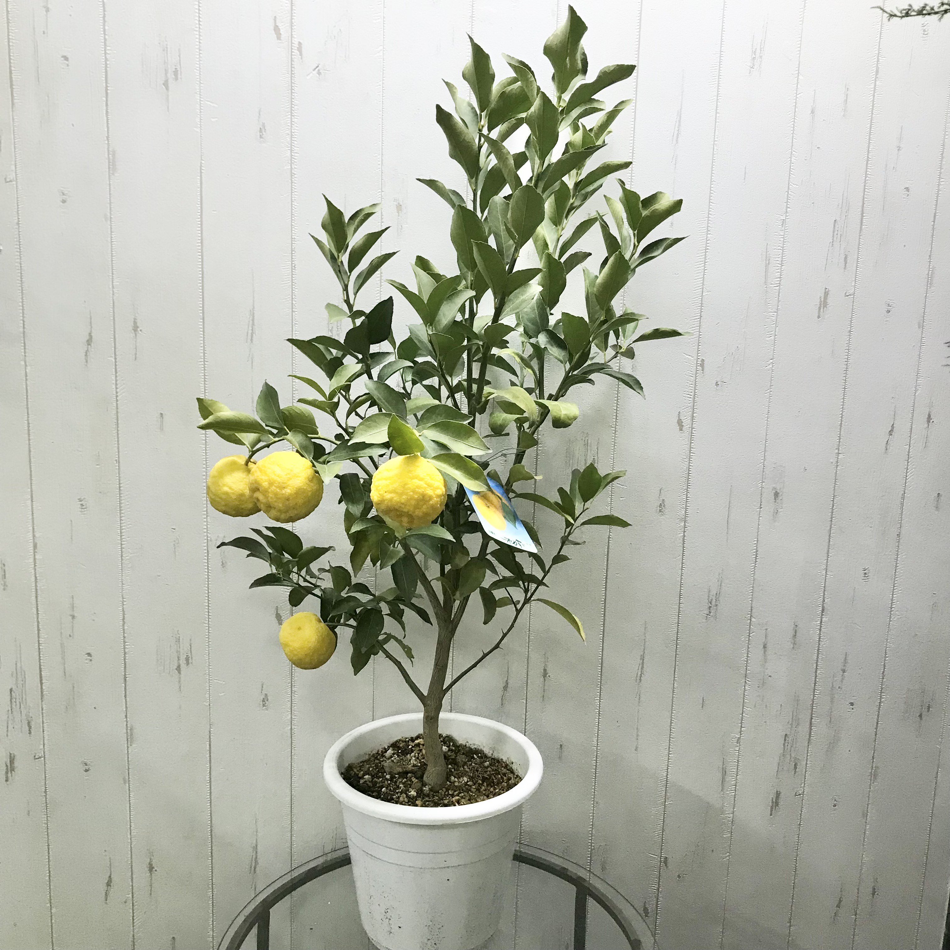 ラスト1鉢❗️多数実付き❗️一才柚子❤️花柚子 6号鉢 植物/観葉植物