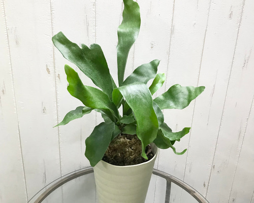 ビカクシダ Platycerium bifurcatum 5号鉢 その他インテリア雑貨