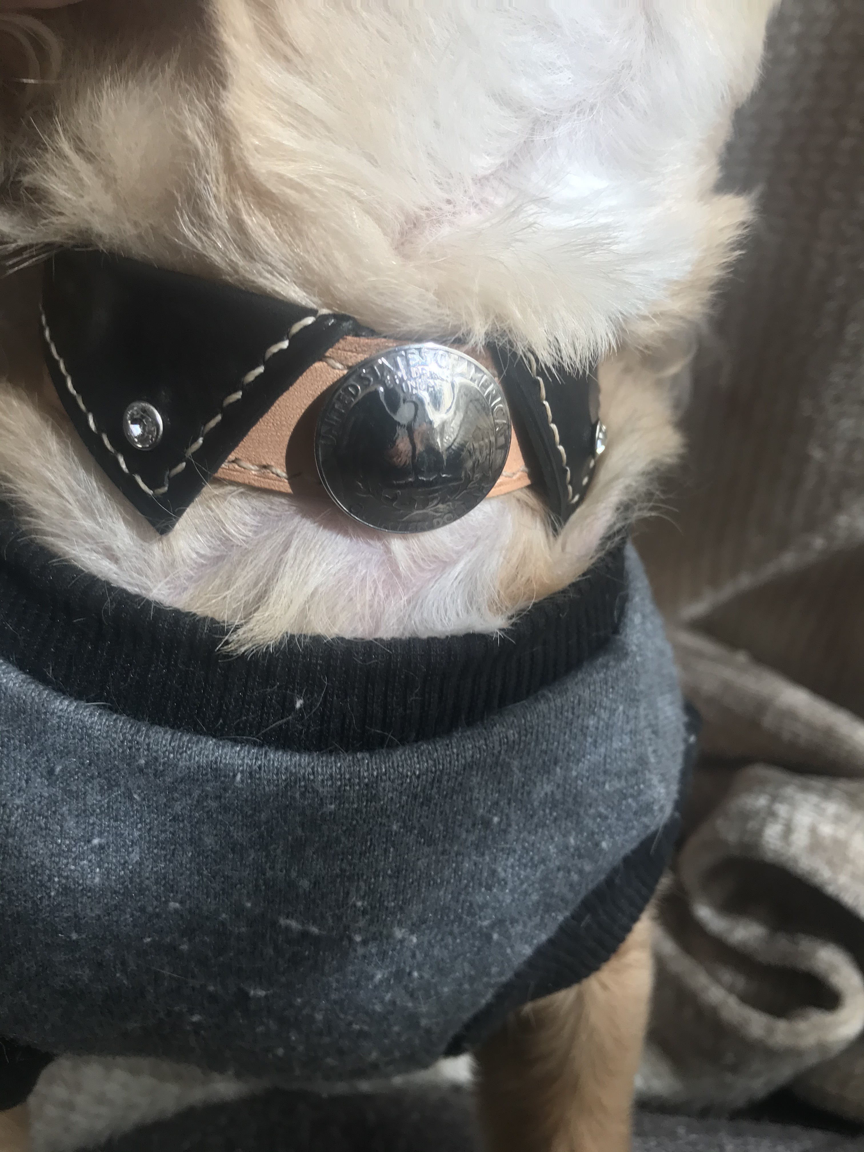 本革レザー首輪　ボタンダウン風ワンタッチ式　小型犬用