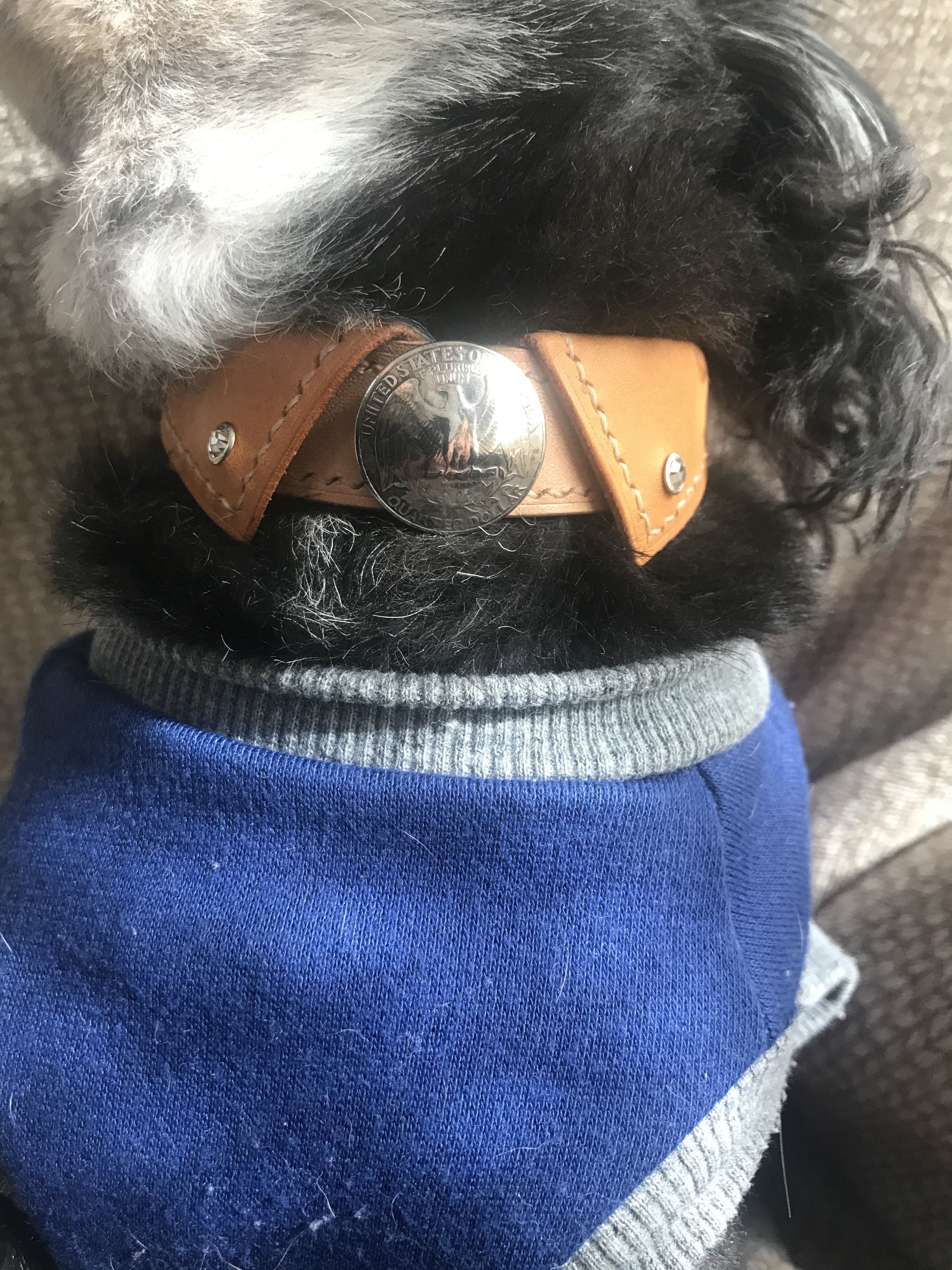 本革レザー首輪　ボタンダウン風ワンタッチ式　小型犬用