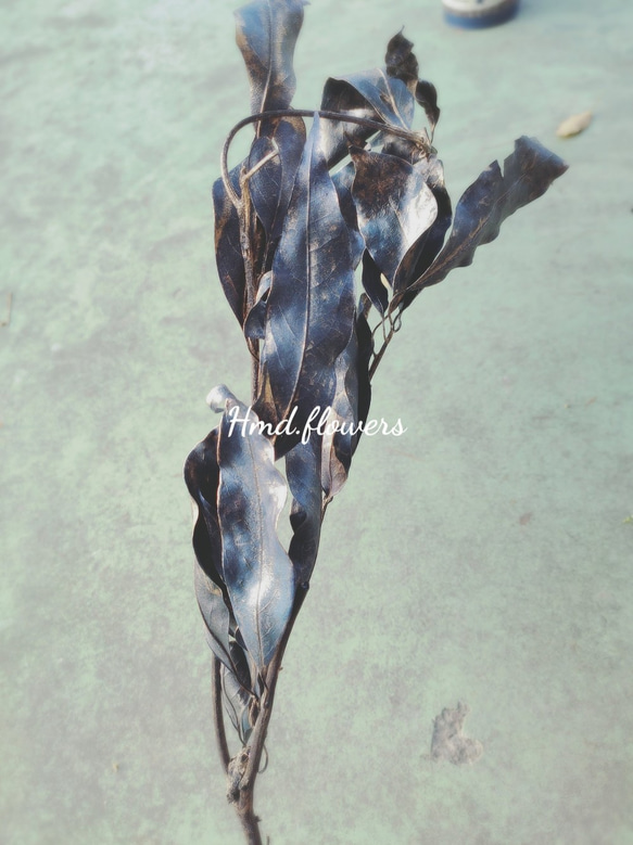 【HMD.Flowers】乾燥花 花材 葉材 尤加利葉 馬醉木 雪松 佛光樹 第3張的照片