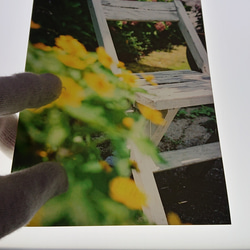 【送料無料】フィルム写真で素敵なお部屋に/黄色の花でお部屋を明るくインテリアに(2L) 5枚目の画像