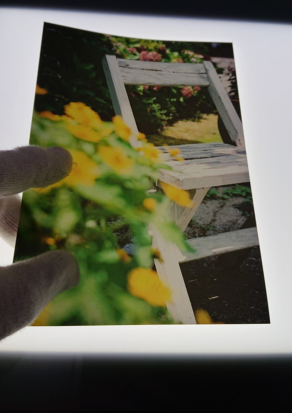 【送料無料】フィルム写真で素敵なお部屋に/黄色の花でお部屋を明るくインテリアに(2L) 5枚目の画像