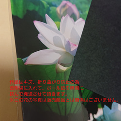 【送料無料】フィルム写真で素敵なお部屋に/黄色の花でお部屋を明るくインテリアに(2L) 6枚目の画像