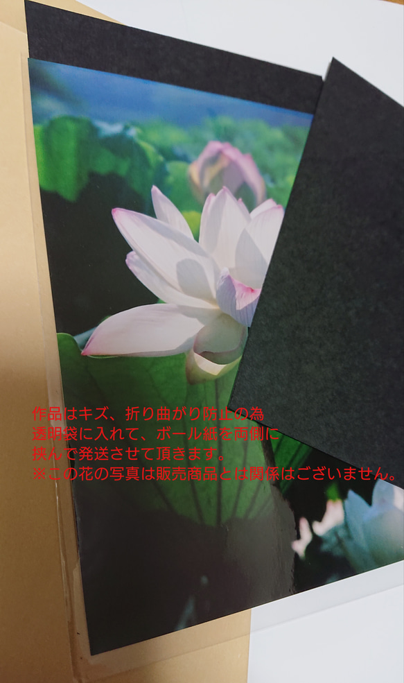 【送料無料】フィルム写真で素敵なお部屋に/黄色の花でお部屋を明るくインテリアに(2L) 6枚目の画像