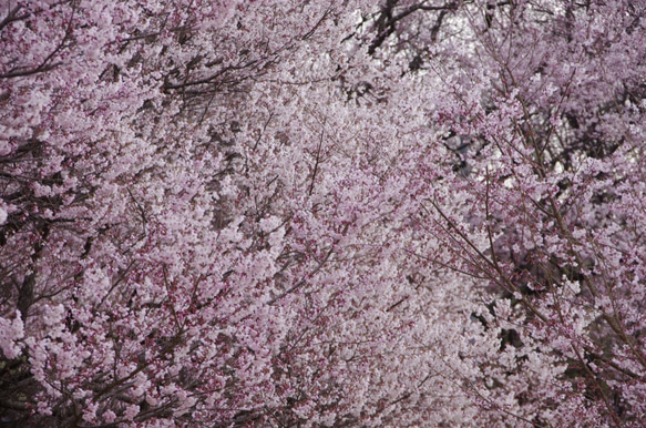 そよ風リネンストール☀︎ベンガラ染め☀︎薄紅色☀︎手染め☀︎Creema限定 10枚目の画像