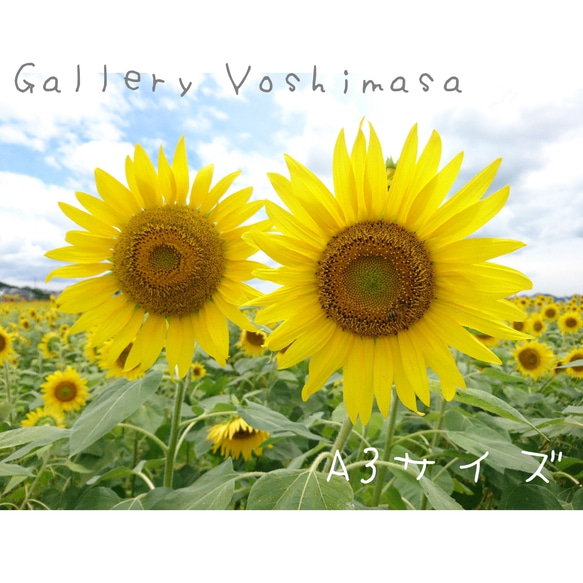 ハンドメイド オーダー受付ページ ♡ひまわり わんこ 横長パネル