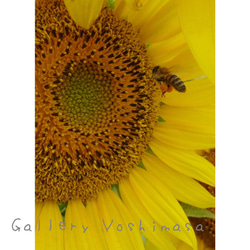 ミツバチ「花粉団子」 「ハチのいる暮らし」 2L判サイズ光沢写真縦 写真のみ 花写真 蜂写真 送料無料 1枚目の画像
