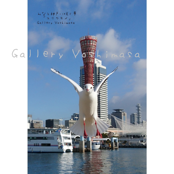 ポストカード３枚セット  みなと神戸に咲く華「ユリカモメ」風景写真  港町神戸 送料無料 3枚目の画像