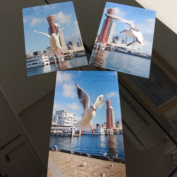 ポストカード３枚セット  みなと神戸に咲く華「ユリカモメ」風景写真  港町神戸 送料無料 5枚目の画像