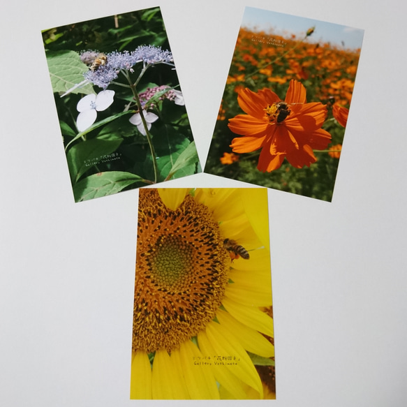 ポストカード３枚セット  ミツバチ「花粉団子」 ひまわり コスモス ヤマアジサイ 送料無料 1枚目の画像