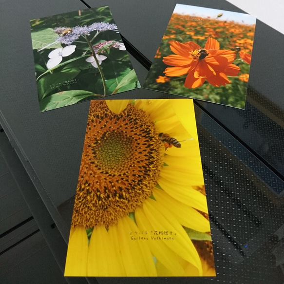 ポストカード３枚セット  ミツバチ「花粉団子」 ひまわり コスモス ヤマアジサイ 送料無料 5枚目の画像