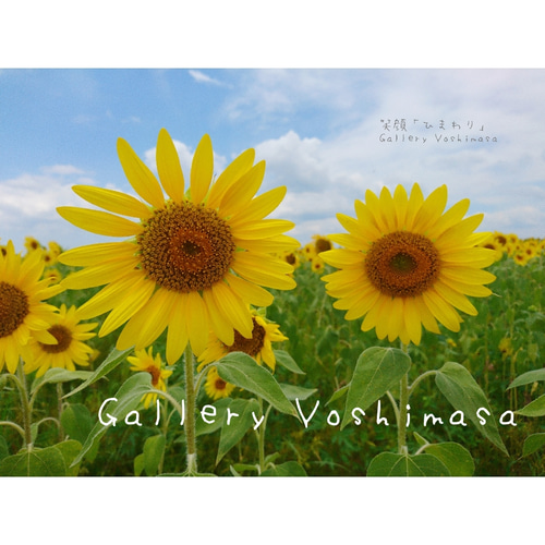 ポストカード5枚セット 笑顔「ひまわり」 向日葵 風景写真 花
