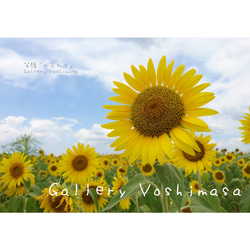 ポストカード５枚セット 笑顔「ひまわり」  向日葵 風景写真 花写真 送料無料 5枚目の画像