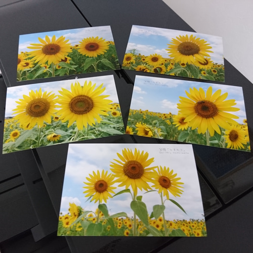 ポストカード5枚セット 笑顔「ひまわり」 向日葵 風景写真 花