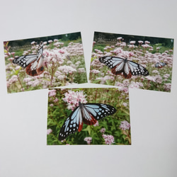 ポストカード３枚セット  妖精「アサギマダラ」 「蝶のいる暮らし」蝶 フジバカマ 送料無料 1枚目の画像