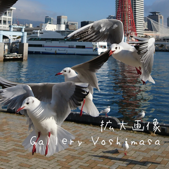 みなと神戸に咲く華 「ユリカモメ」 「カモメのいる暮らし」 A3サイズ光沢写真縦 神戸風景写真 送料無料 4枚目の画像