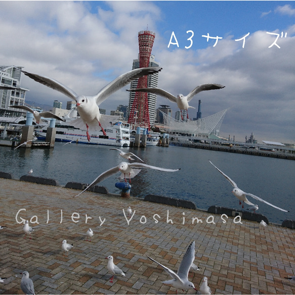 みなと神戸に咲く華 「ユリカモメ」 A3サイズ光沢写真横  写真のみ  送料無料 みなと神戸に咲く華 「ユリカモメ」 「カモメのいる暮らし」 A3