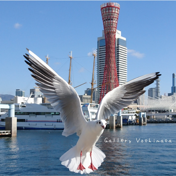 みなと神戸に咲く華 「ユリカモメ」 「カモメのいる暮らし」 A3サイズ光沢写真縦 神戸風景写真 港町神戸  送料無料 1枚目の画像