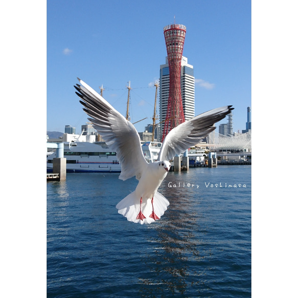 みなと神戸に咲く華 「ユリカモメ」 「カモメのいる暮らし」 A3サイズ光沢写真縦 神戸風景写真 港町神戸  送料無料 2枚目の画像