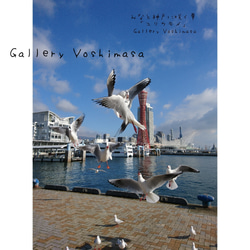 ポストカード３枚セット  みなと神戸に咲く華「ユリカモメ」風景写真  港町神戸 送料無料 2枚目の画像