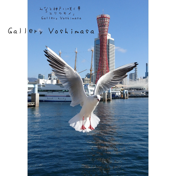 ポストカード３枚セット  みなと神戸に咲く華「ユリカモメ」風景写真  港町神戸 送料無料 4枚目の画像