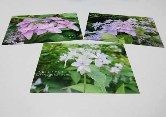 ポストカード３枚セット 可憐「シチダンカ」「花のある暮らし」神戸風景写真 神戸六甲 紫陽花 送料無料 1枚目の画像