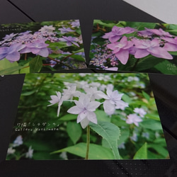 ポストカード３枚セット 可憐「シチダンカ」「花のある暮らし」神戸風景写真 神戸六甲 紫陽花 送料無料 5枚目の画像