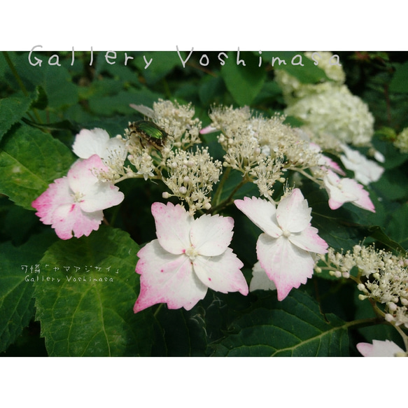 ポストカード３枚セット 可憐「ヤマアジサイ」「花のある暮らし」神戸風景写真 神戸六甲 紫陽花 送料無料 2枚目の画像