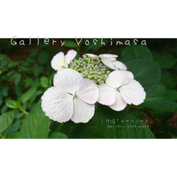 ポストカード３枚セット 可憐「ヤマアジサイ」「花のある暮らし」神戸風景写真 神戸六甲 紫陽花 送料無料 3枚目の画像