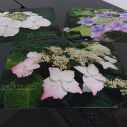 ポストカード３枚セット 可憐「ヤマアジサイ」「花のある暮らし」神戸風景写真 神戸六甲 紫陽花 送料無料 5枚目の画像
