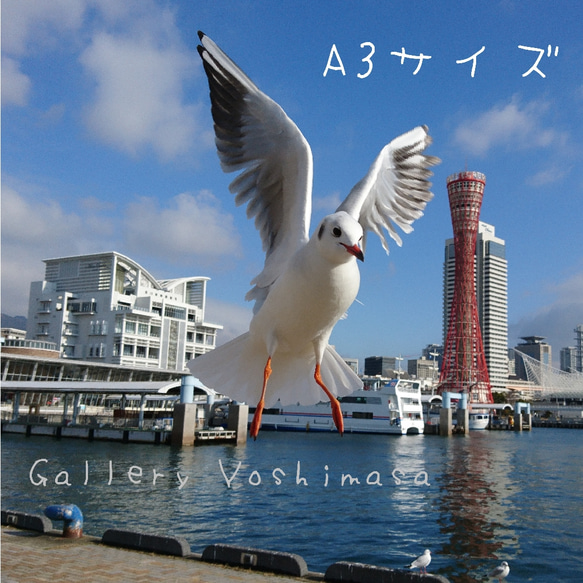 みなと神戸に咲く華 「ユリカモメ」 A3 サイズ光沢写真縦 写真のみ
