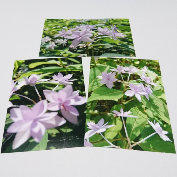 ポストカード３枚セット 可憐 「シチダンカ」 「花のある暮らし」 神戸風景写真  神戸六甲  紫陽花 送料無料 1枚目の画像